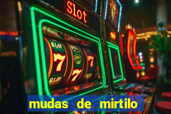 mudas de mirtilo em porto alegre