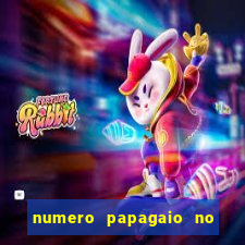 numero papagaio no jogo do bicho