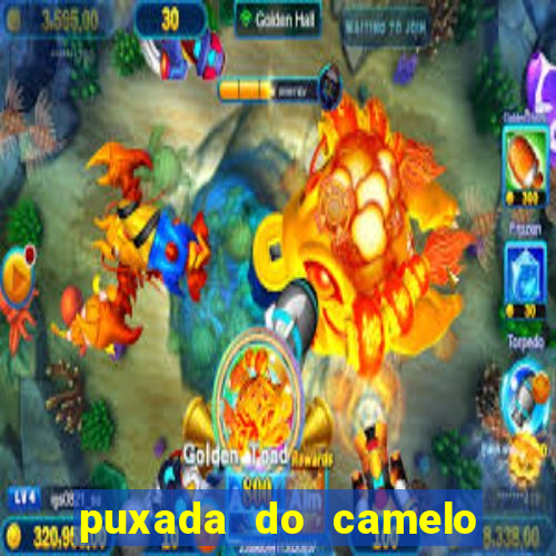 puxada do camelo no jogo do bicho